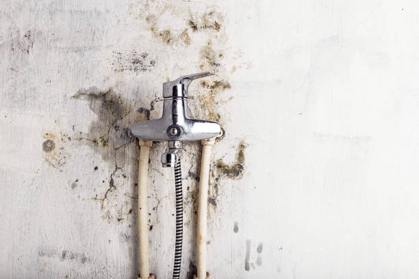 Best Best Mold Removal Companies  in Greensburg, LA