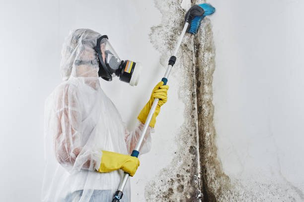 Best Crawl Space Mold Removal  in Greensburg, LA