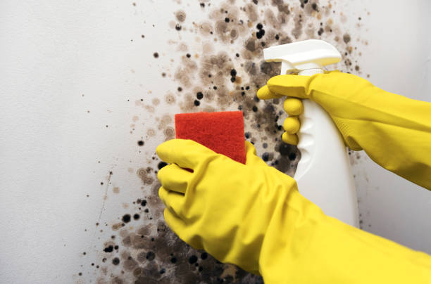 Best Black Mold Removal  in Greensburg, LA