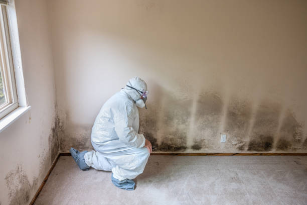 Best Attic Mold Removal  in Greensburg, LA
