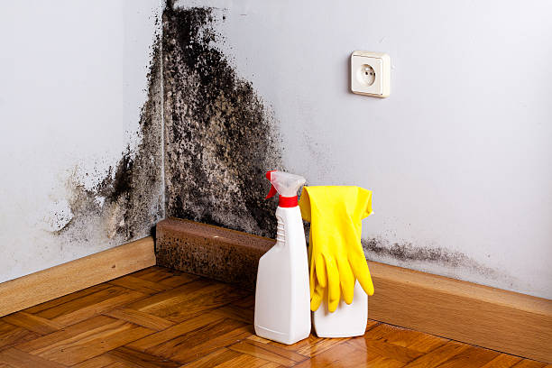 Best Home Mold Removal  in Greensburg, LA