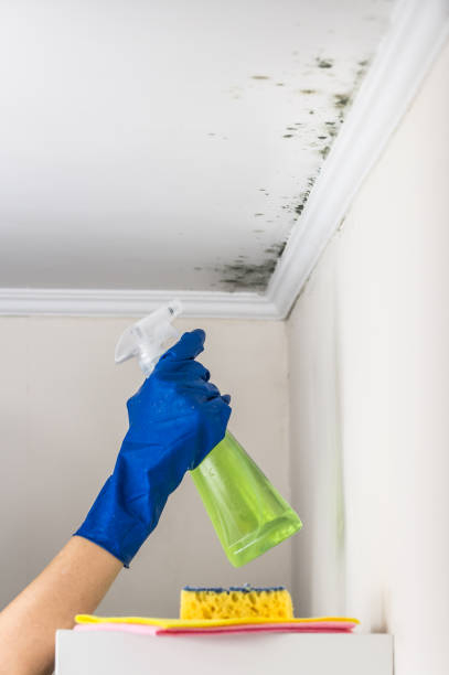 Best Local Mold Removal Service  in Greensburg, LA